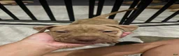 American Pit Bull Terrier dogs for sale: Duke (UKC and ADBA) - Ad 2