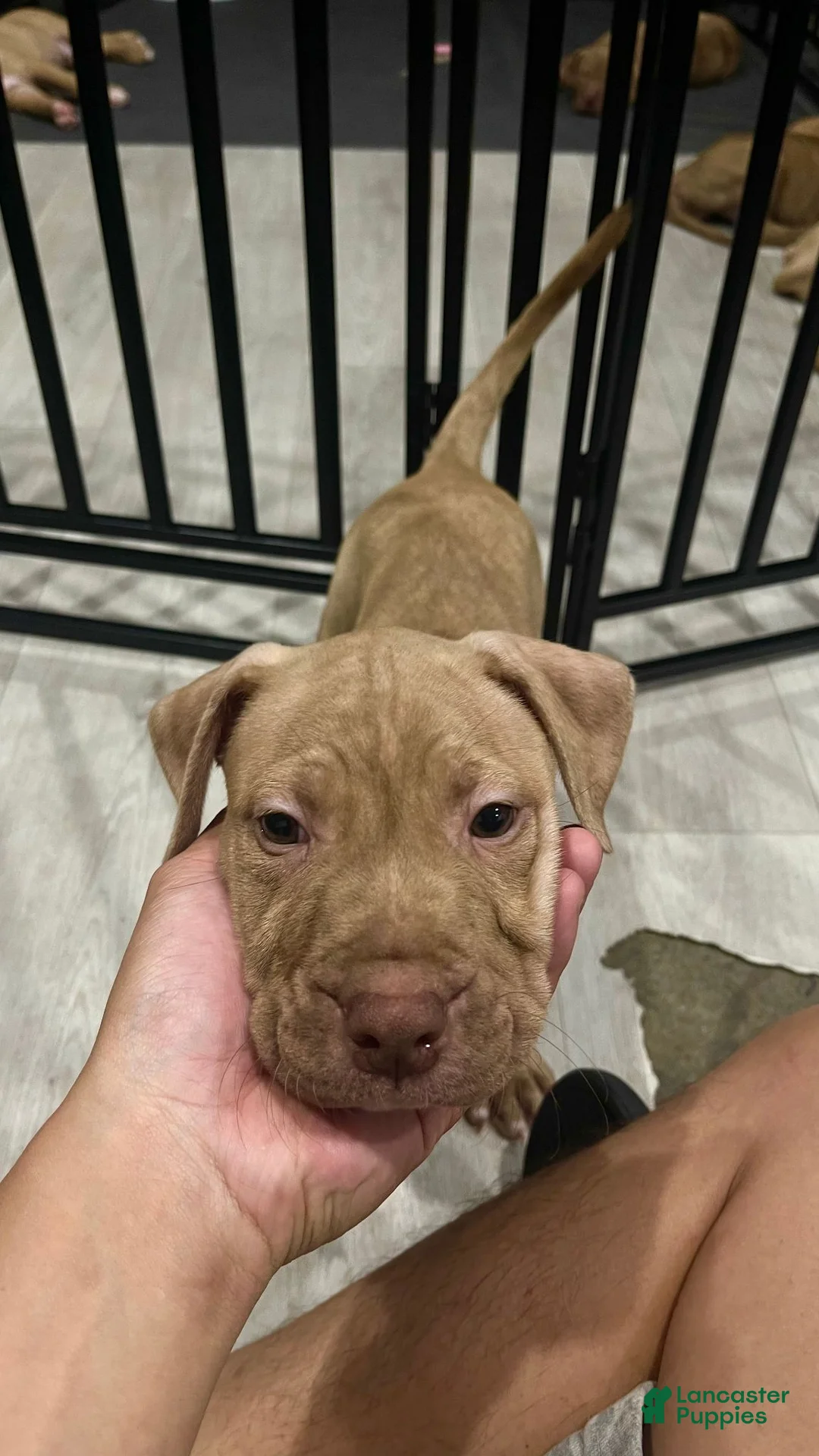 American Pit Bull Terrier dogs for sale: Duke (UKC and ADBA) - Ad 2