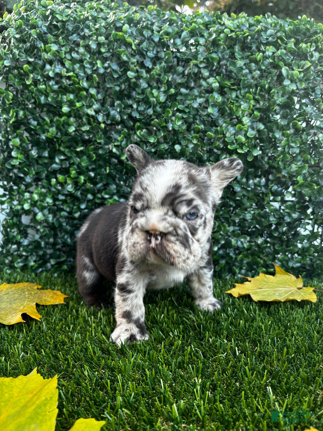 French Bulldog dogs for sale: Storm - Ad 2