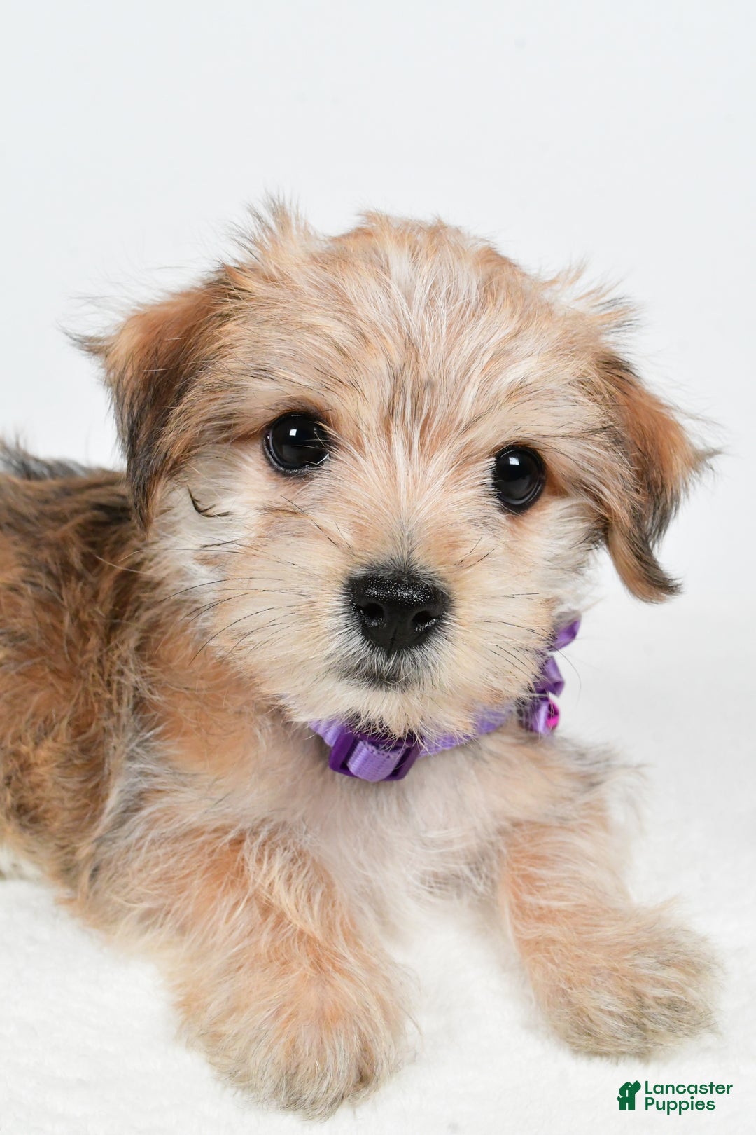 Morkie dogs for sale: Vicky - Ad 3