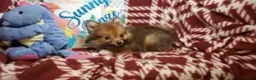 Pomeranian dogs for sale: Leo the Lion (Wolf Sable) - Ad 3