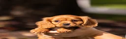 Cavalier King Charles Spaniel dogs for sale: Chipy - Ad 1