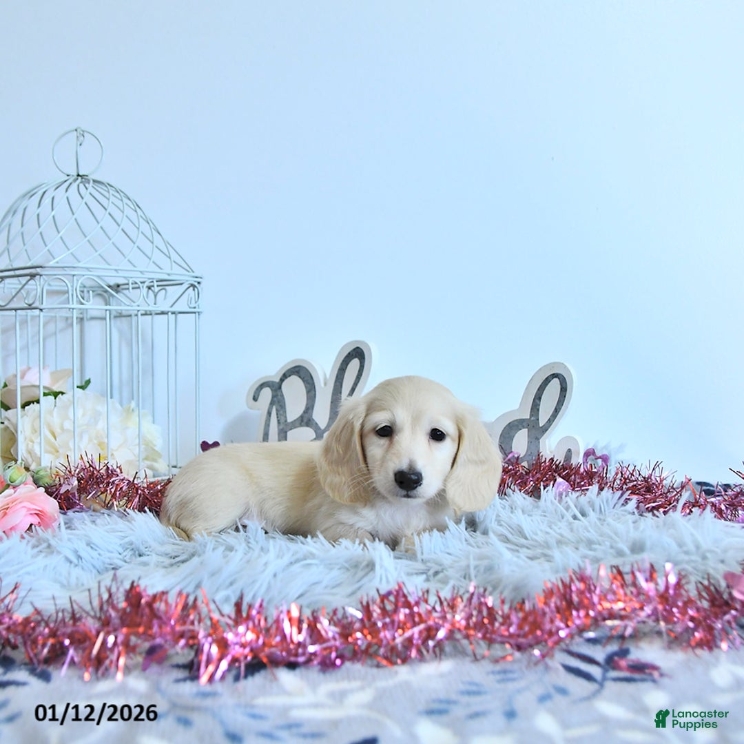 Miniature Dachshund dogs for sale: Finnley - Ad 4