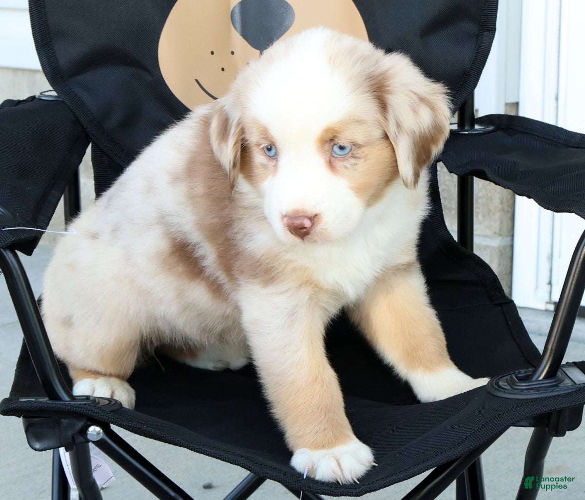 Miniature Australian Shepherd dogs for sale: Tulip - Ad 9