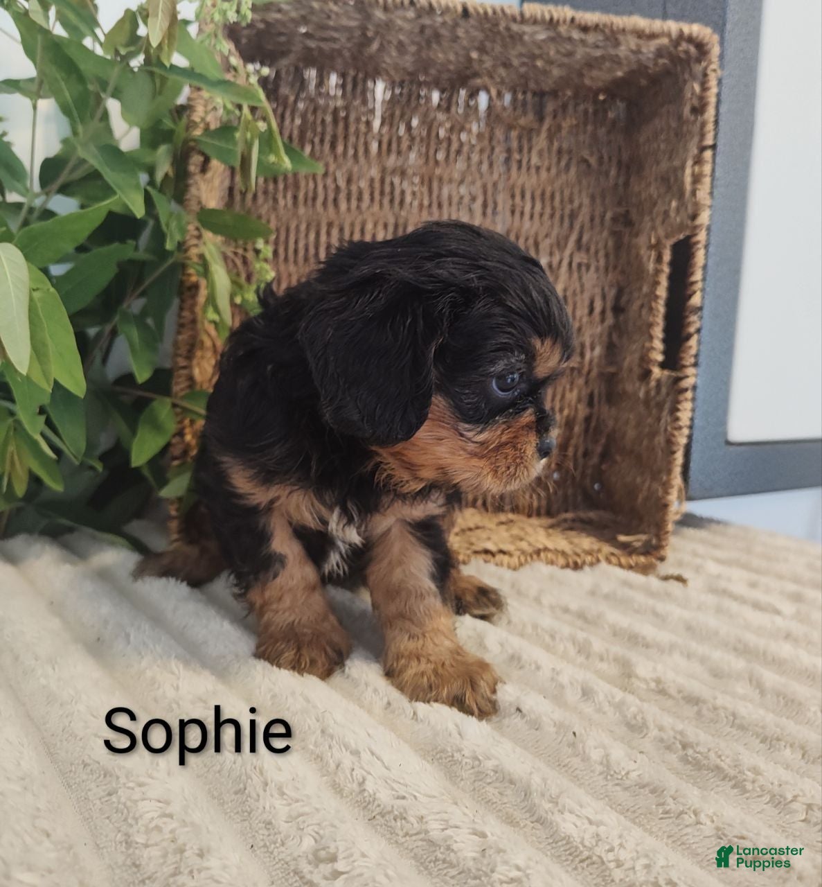 Cavalier King Charles Spaniel dogs Sophie  - Ad 1