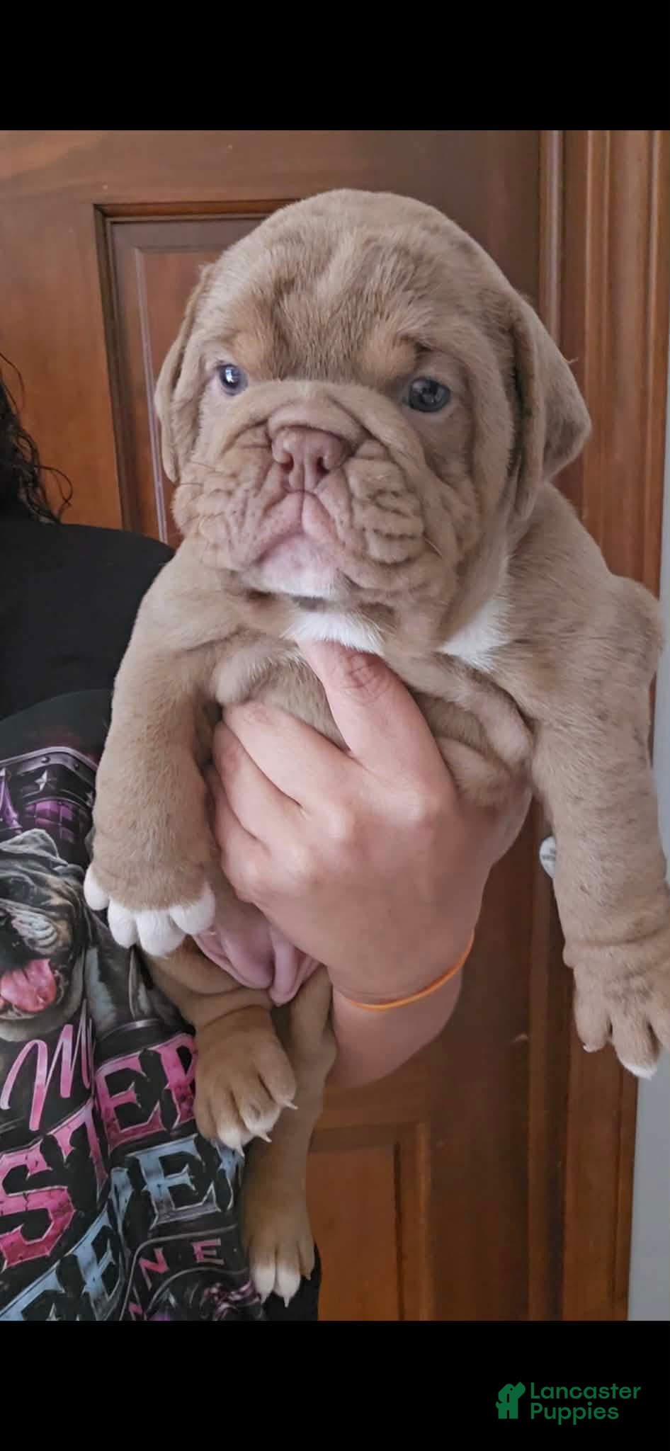 Olde English Bulldogge dogs Chocolate Merle female  - Ad 35