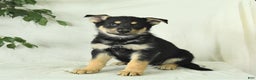 Gerberian Shepsky dogs for sale: Meadow - Ad 5