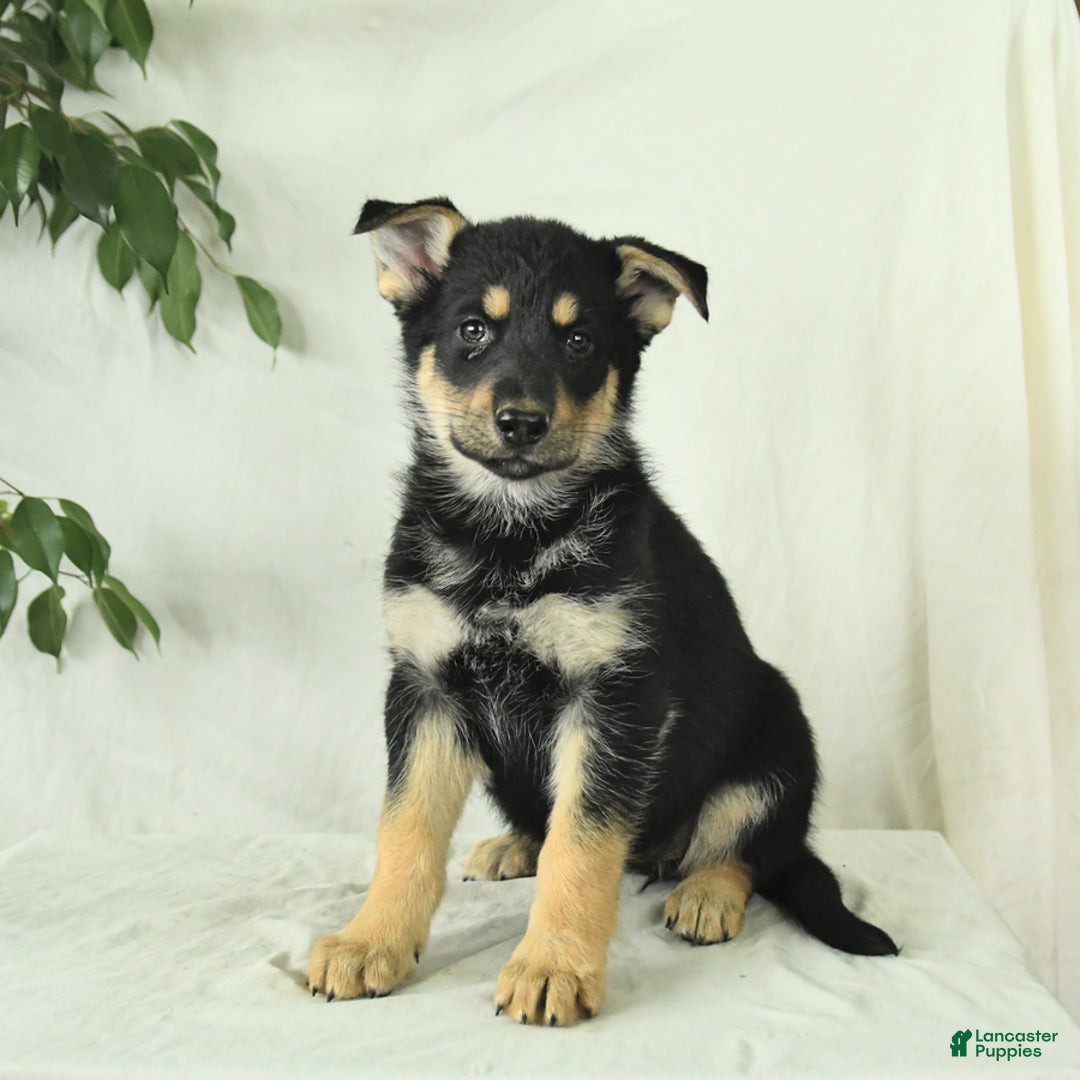 Gerberian Shepsky dogs for sale: Meadow - Ad 5