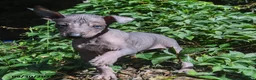 Mixed Breed dogs for sale: Citlalli - Ad 5