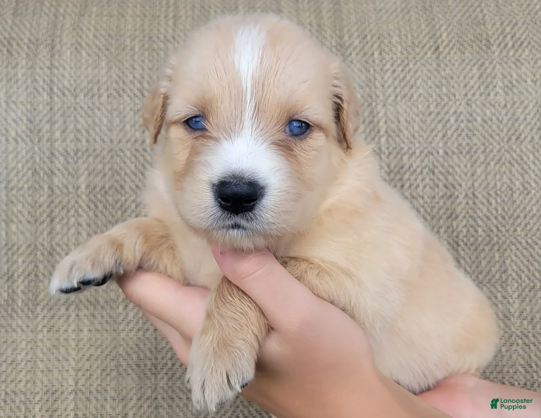 Australian Shepherd dogs for sale: Blake - Ad 1