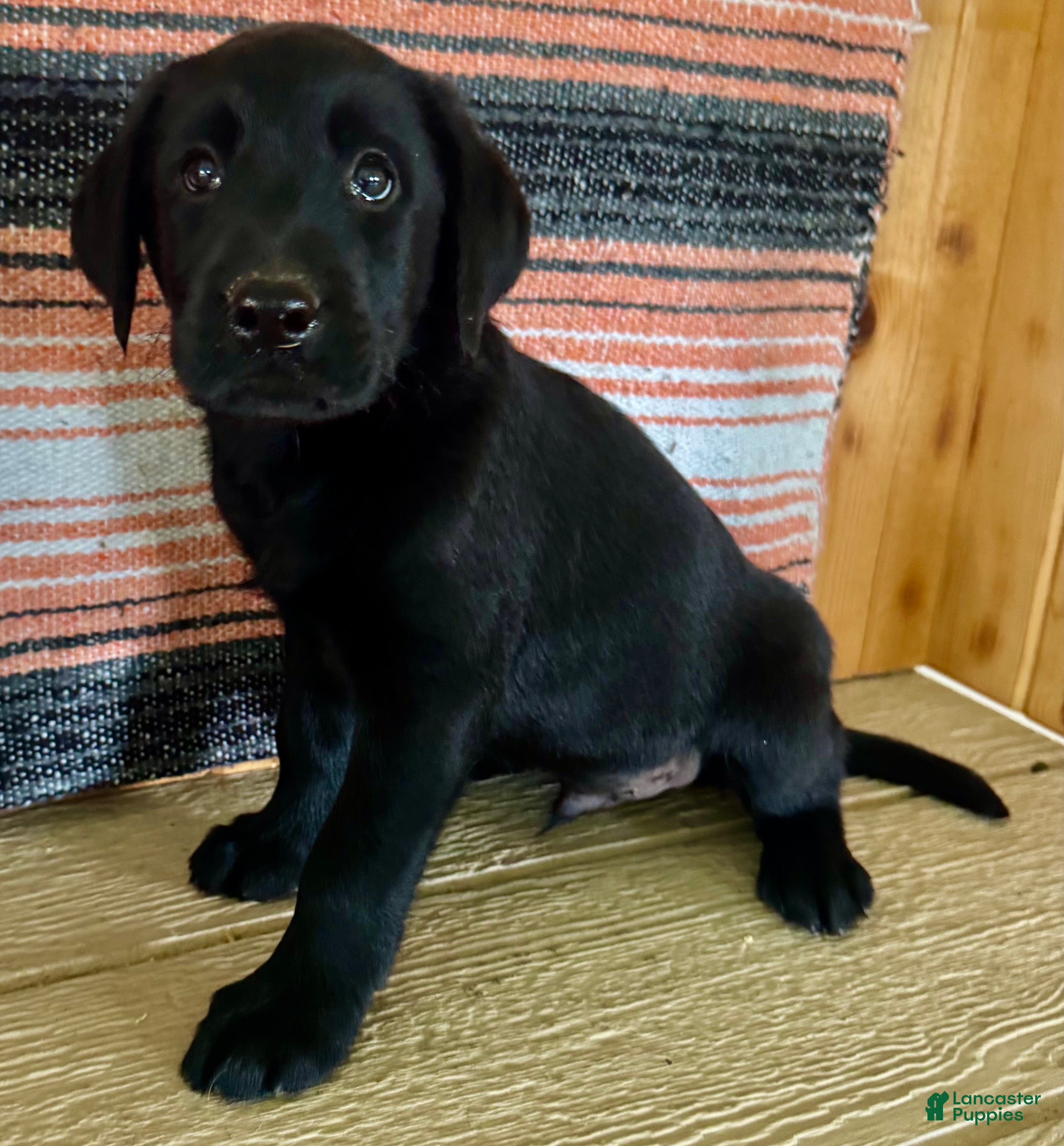Labrador Retriever dogs Ricky  - Ad 2