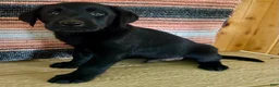 Labrador Retriever dogs for sale: Ricky  - Ad 2