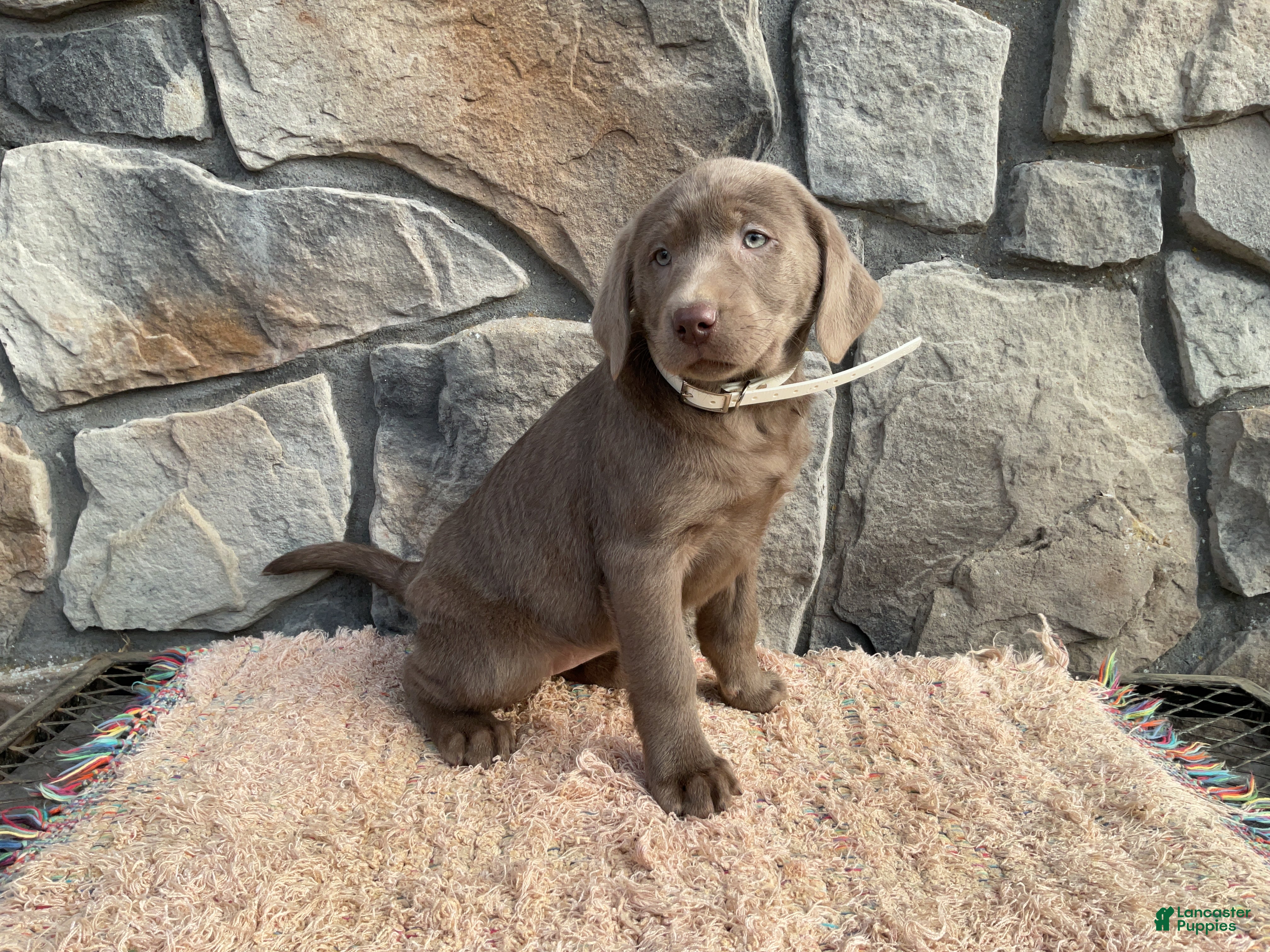 Labrador Retriever dogs Misty  - Ad 2