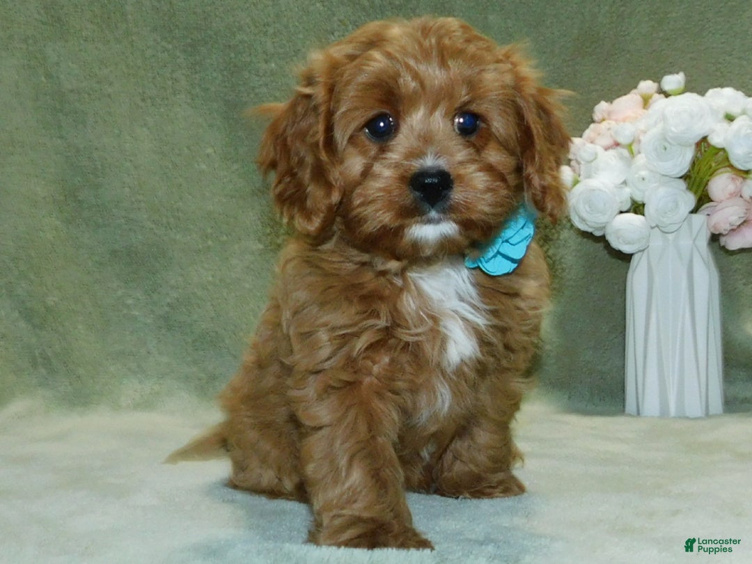 Cavapoo dogs for sale: Beau - Ad 5