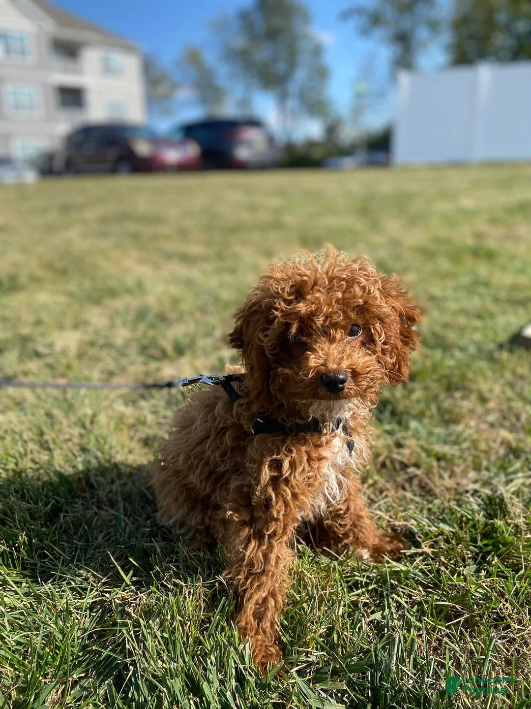 Toy Poodle dogs for sale: Scooby - Ad 6