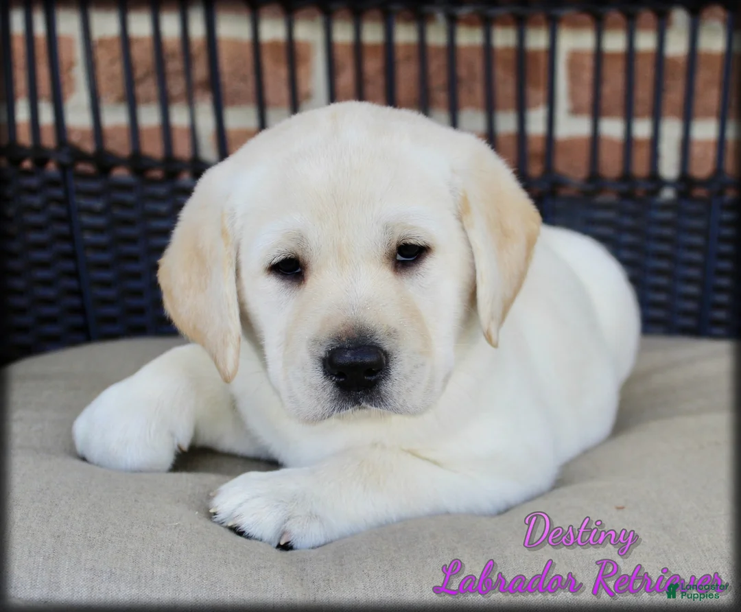 Labrador Retriever dogs for sale: Destiny - Ad 1