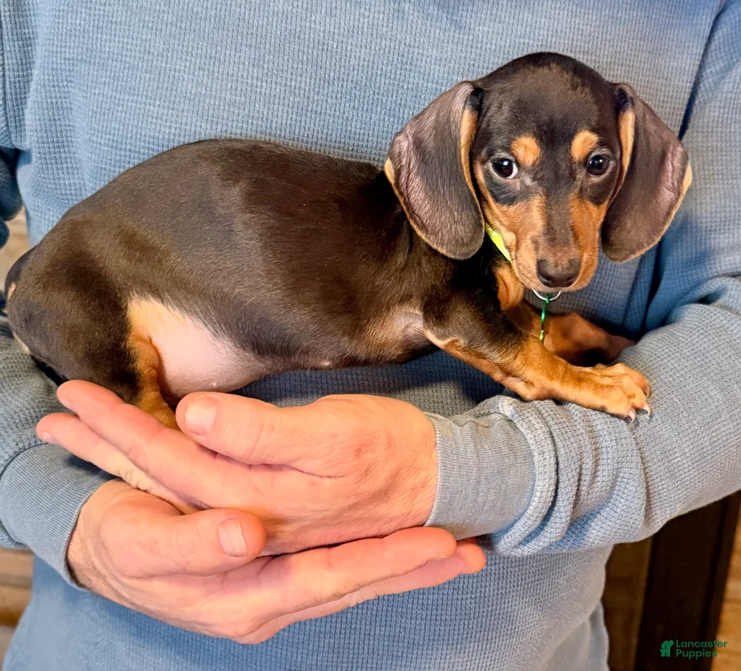 Miniature Dachshund dogs for sale: Miniature Dachshund Puppy 2 - Ad 3
