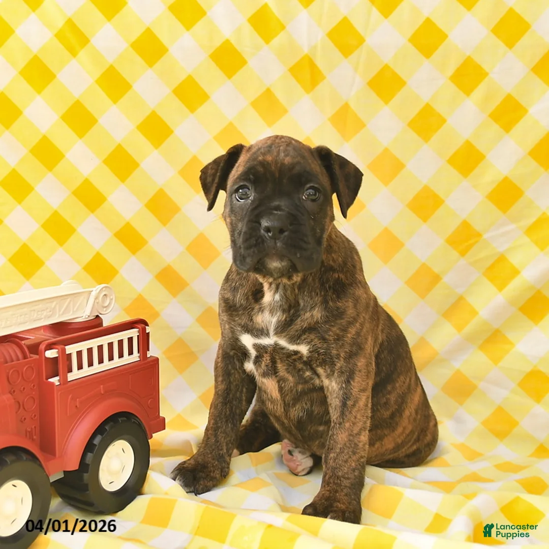 Boxer dogs for sale: Kari  - Ad 2