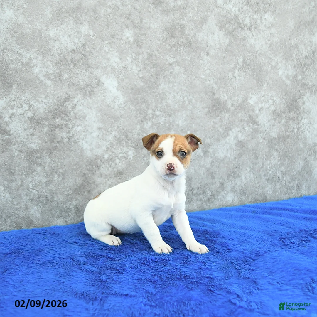 Mixed Breed dogs for sale: Trinket - Ad 3