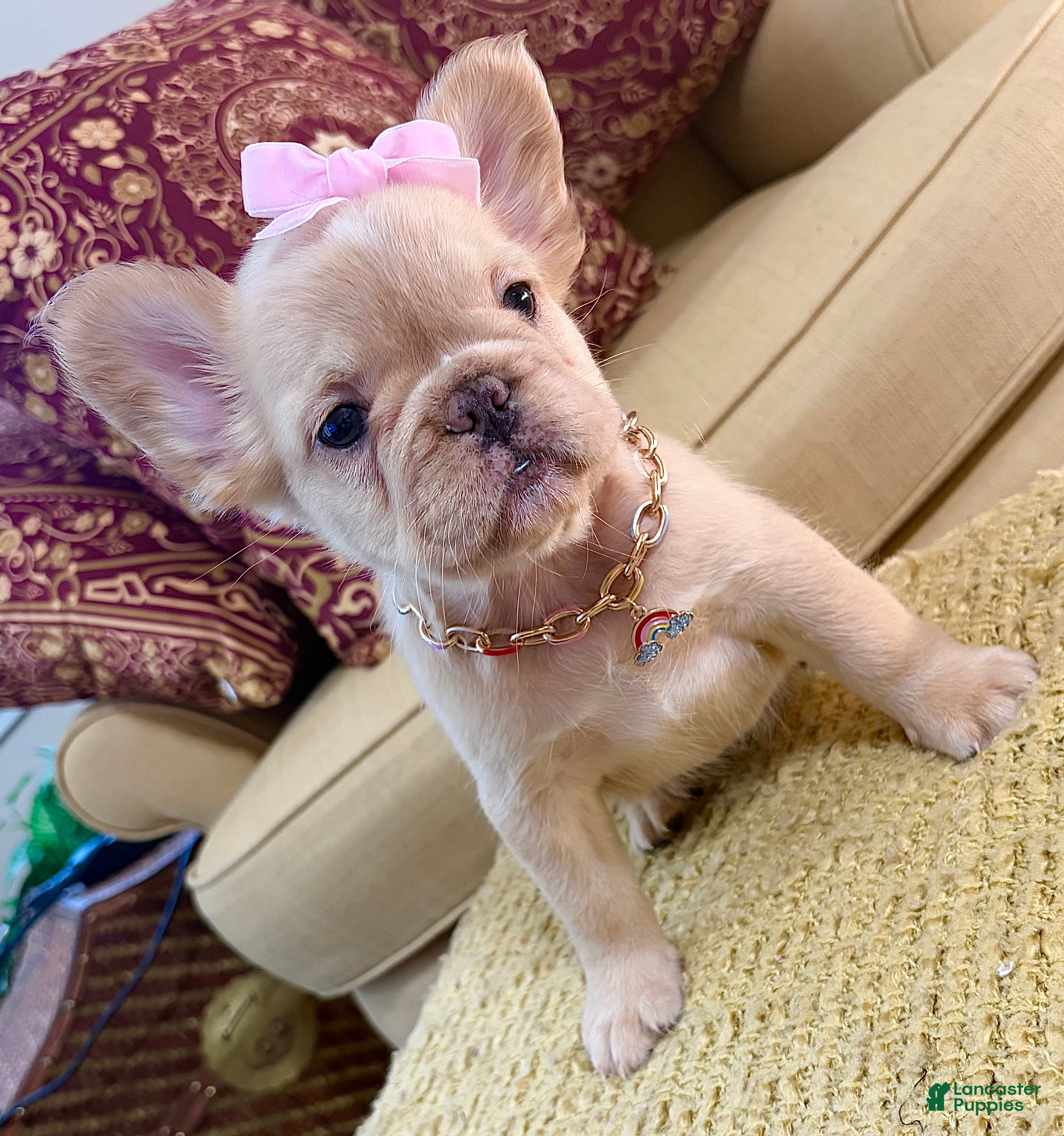 French Bulldog dogs Isabella  - Ad 1