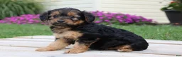 Yorkiepoo dogs for sale: Cookie - Ad 4