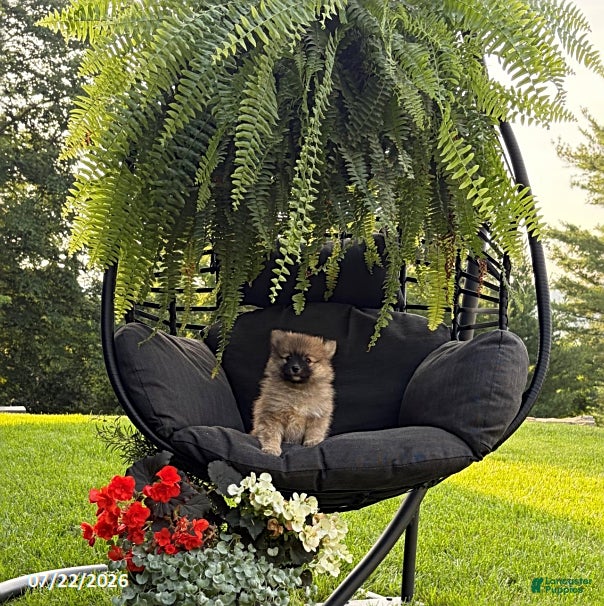 Pomeranian dogs for sale: Joey - Ad 1