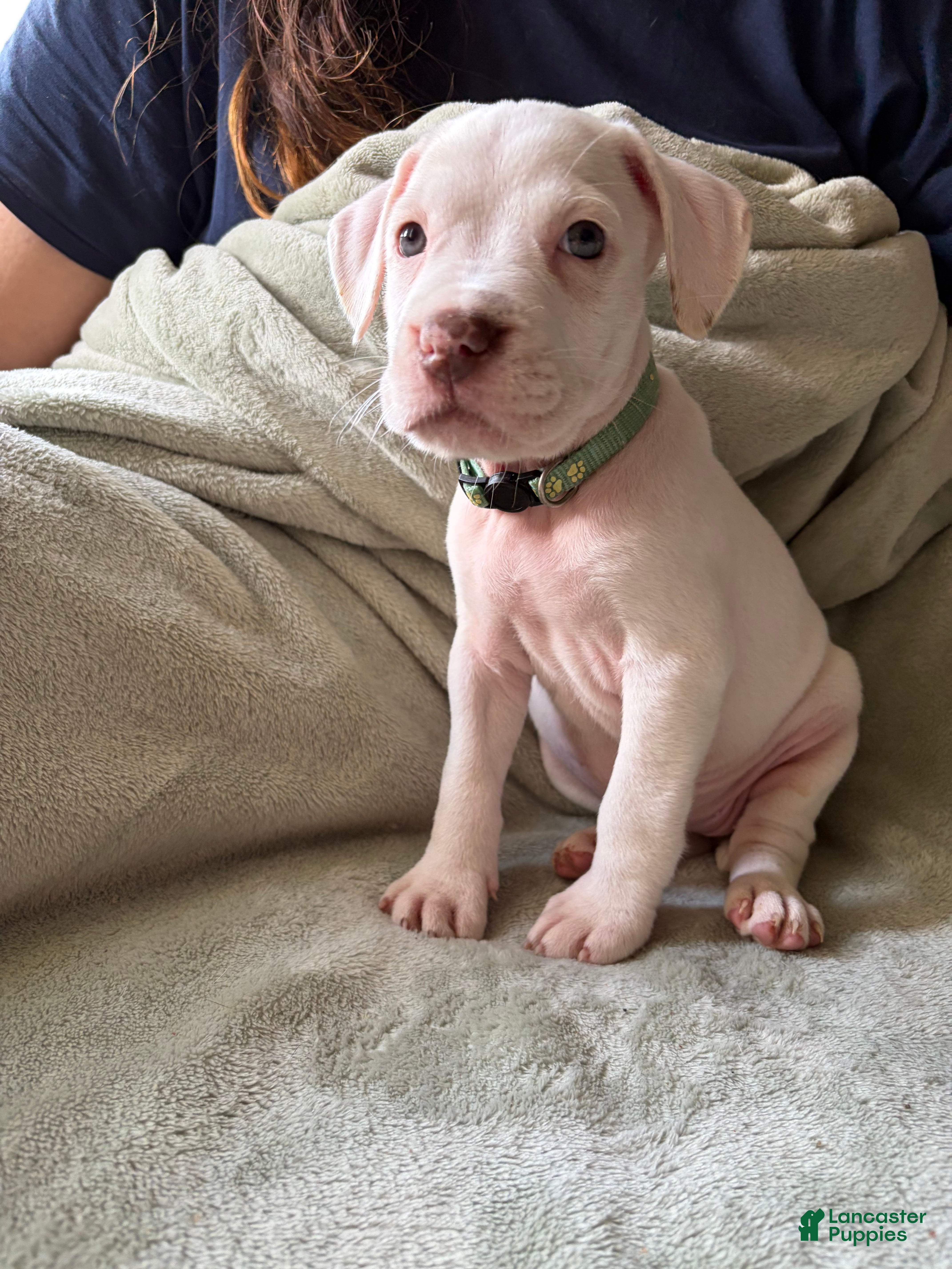 American Pit Bull Terrier dogs Mint  - Ad 12