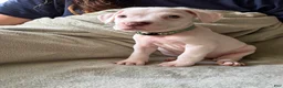 American Pit Bull Terrier dogs for sale: Mint  - Ad 1