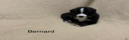 Miniature Australian Shepherd dogs for sale: Bernard - Ad 2