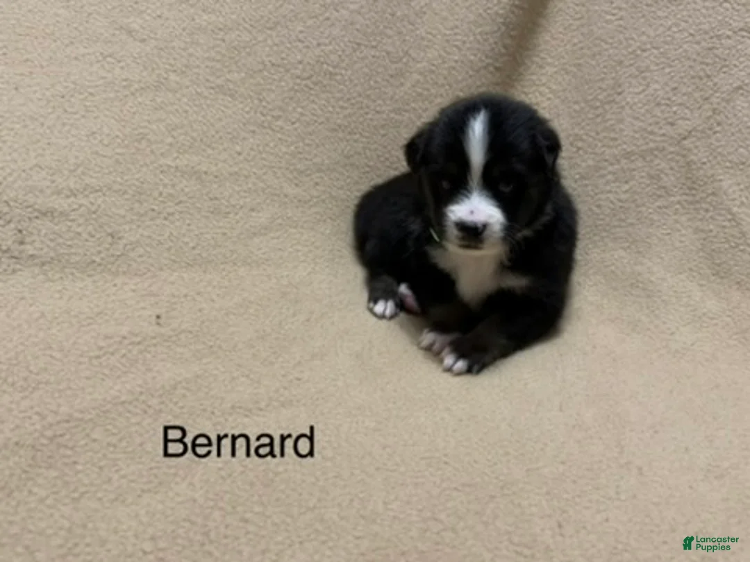 Miniature Australian Shepherd dogs for sale: Bernard - Ad 2
