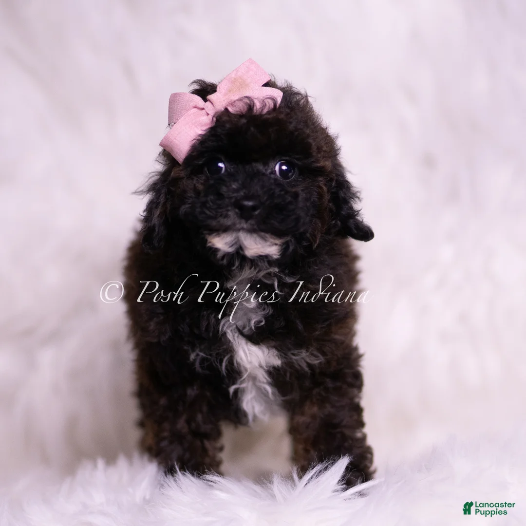Toy Poodle dogs for sale: Bebe - Ad 2