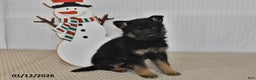 German Shepherd dogs for sale: Skye - Ad 1