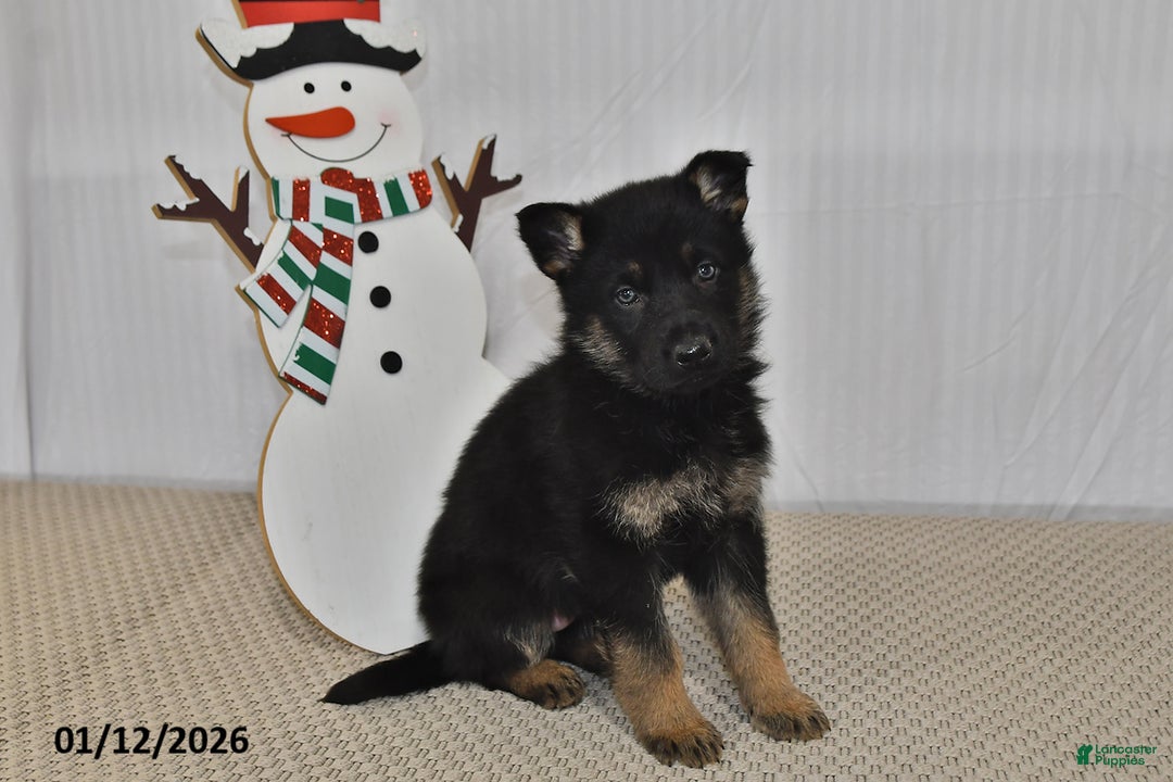 German Shepherd dogs for sale: Skye - Ad 1