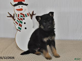 German Shepherd dogs Skye - Ad 38