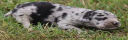 Great Dane dogs for sale: Samson - Ad 6