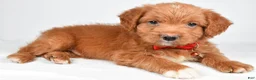 Mixed Breed dogs for sale: Tatum - Ad 5