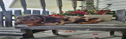 Dachshund dogs for sale: Buster - Ad 6