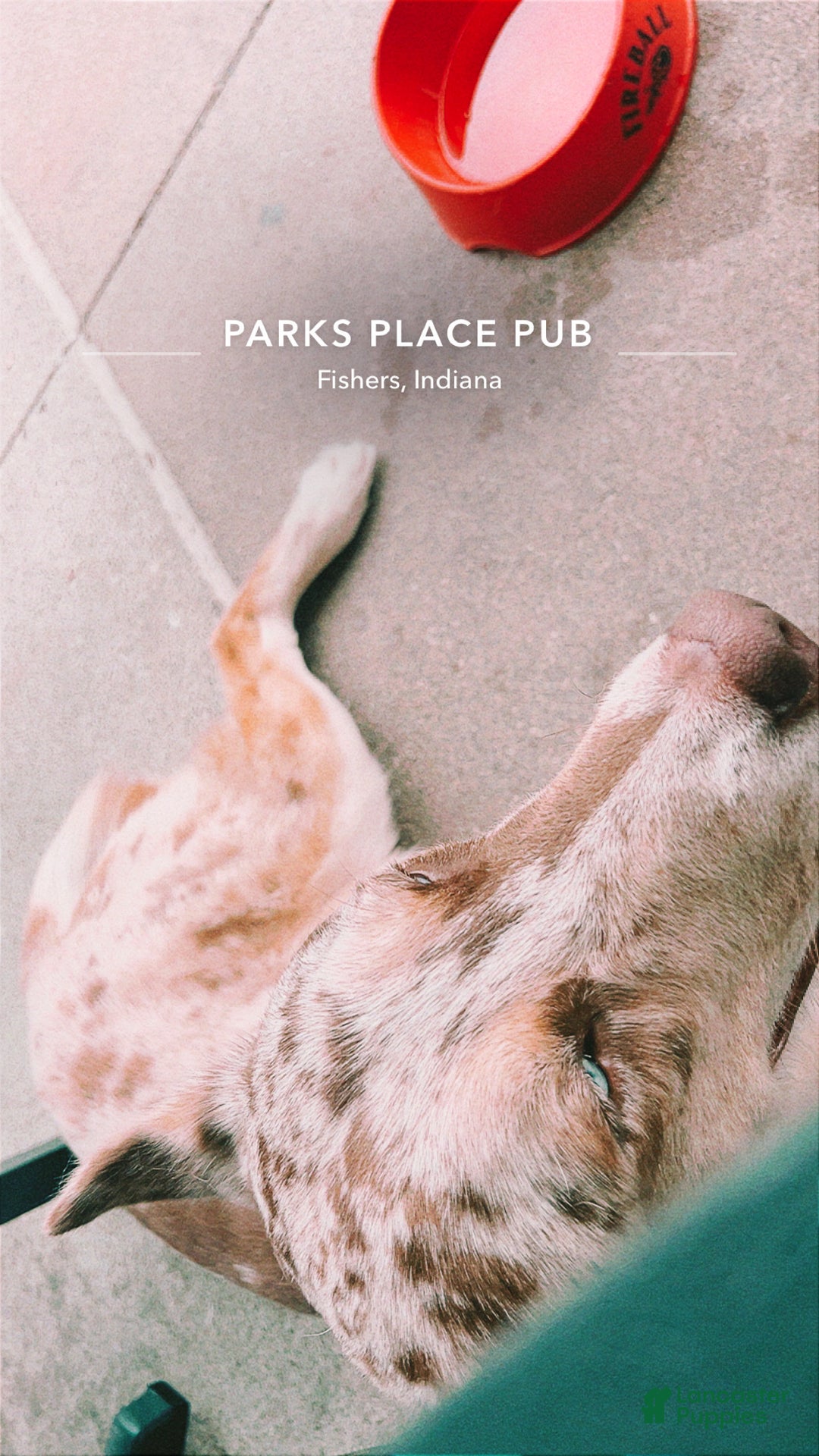 Siberian Husky dogs for stud: Moose Ausky  - Ad 26