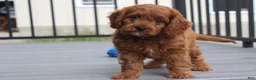 Cavapoo dogs for sale: Major  - Ad 7