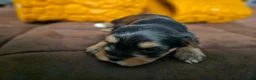 Yorkshire Terrier dogs for sale: Max - Ad 28