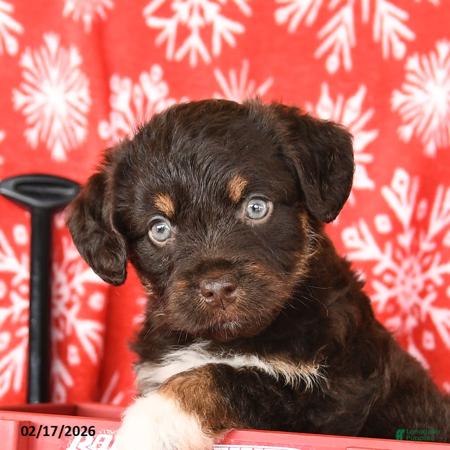 Mixed Breed dogs Tracy - Ad 2