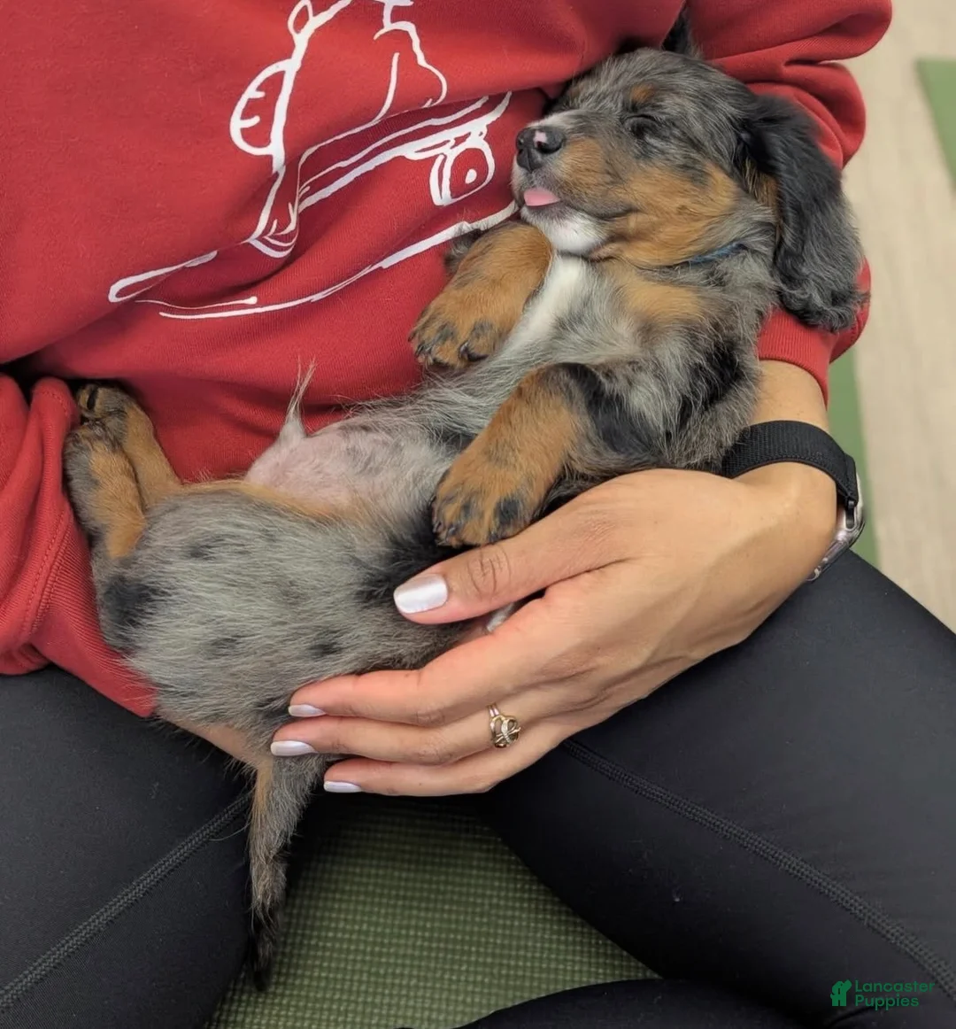 Miniature Dachshund dogs for sale: Lilac - Ad 5