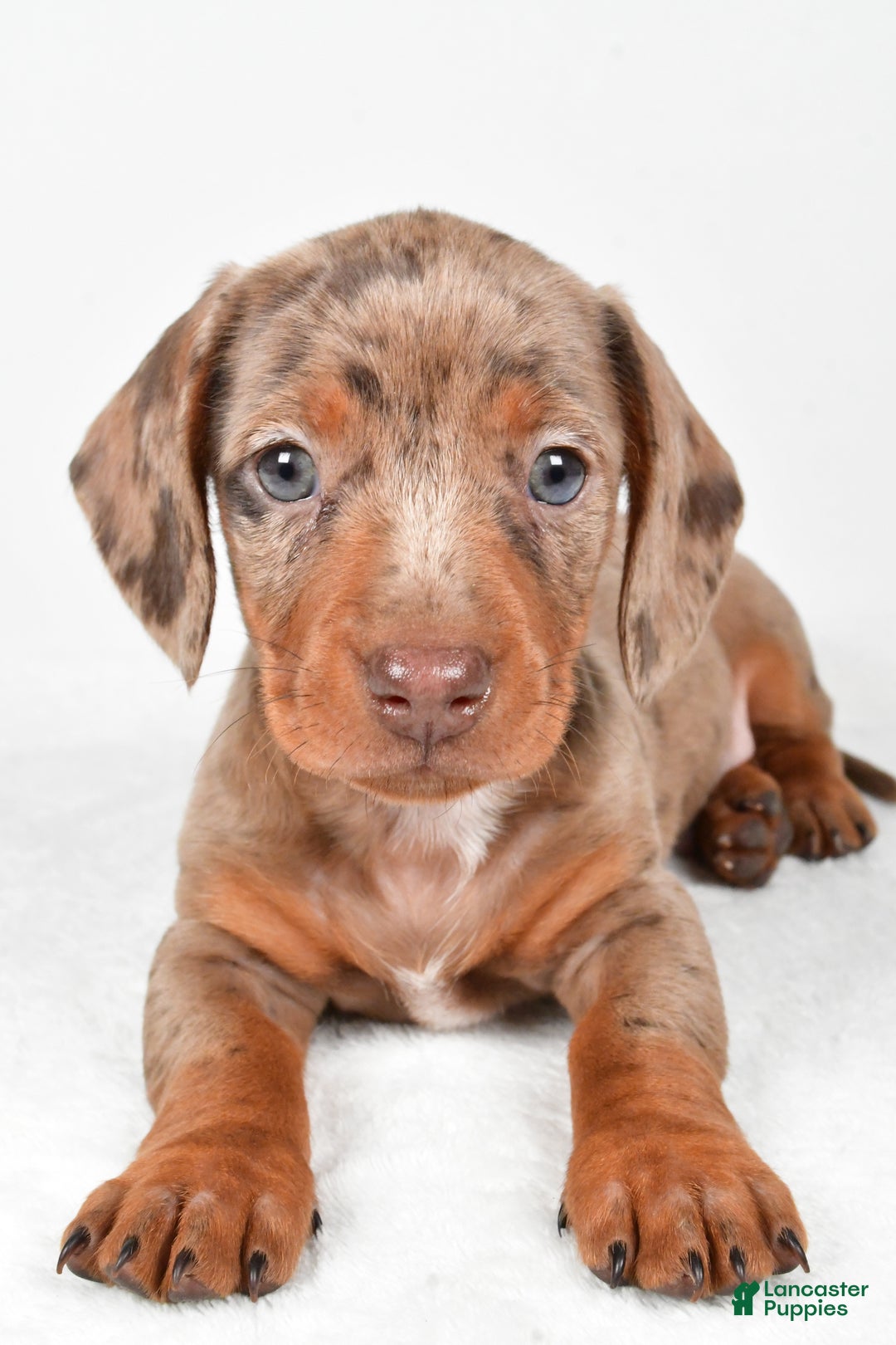 Miniature Dachshund dogs for sale: Finley - Ad 5