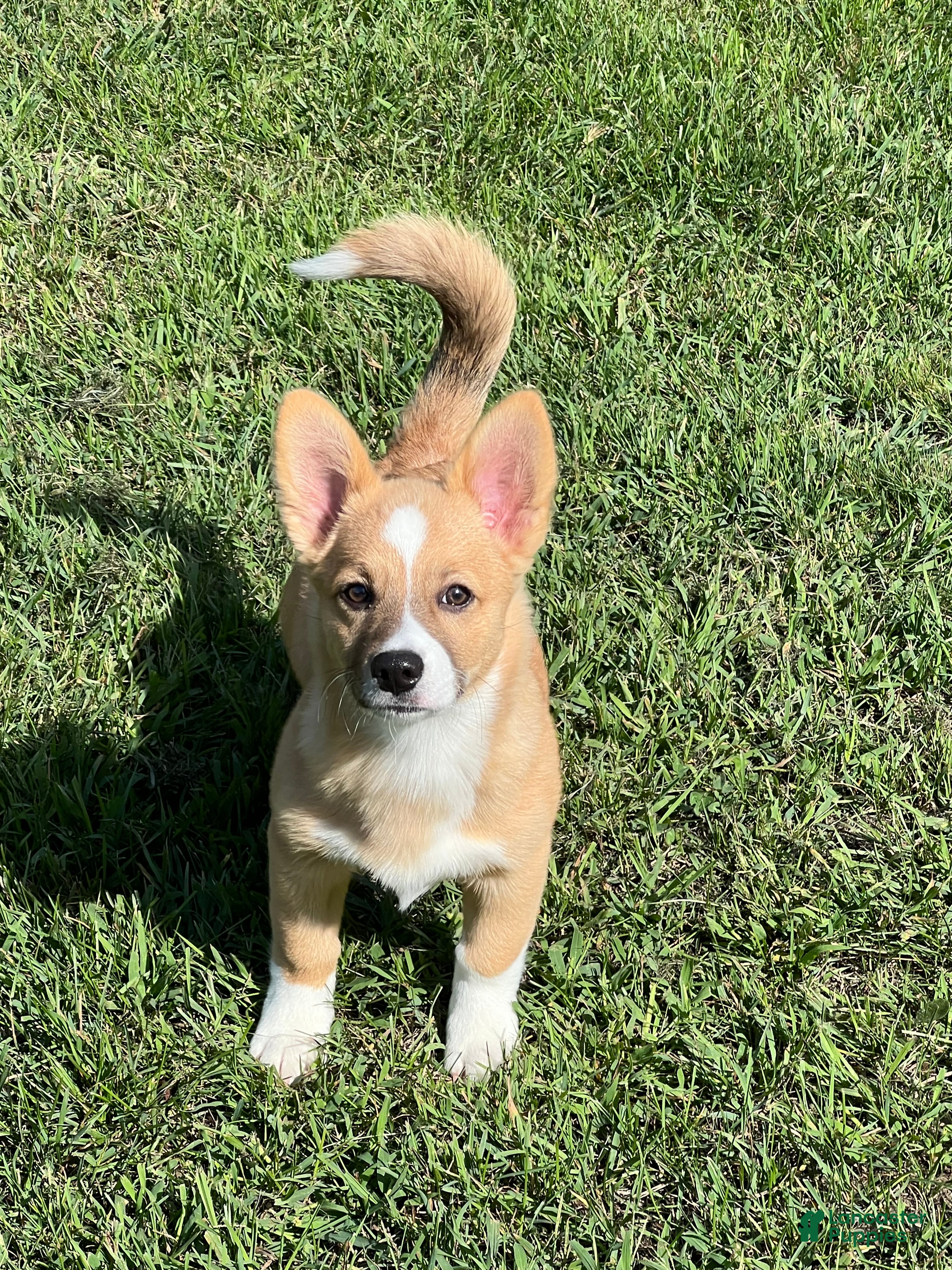 Mixed Breed dogs Spud - Ad 2