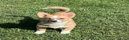 Mixed Breed dogs for sale: Spud - Ad 1
