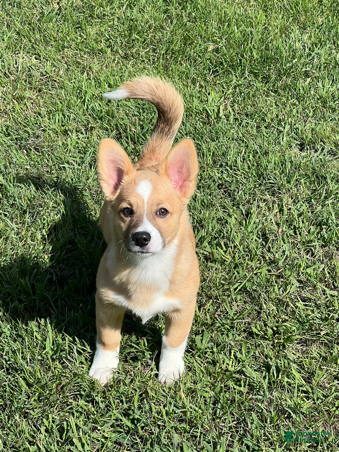 Mixed Breed dogs for sale: Spud - Ad 1