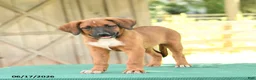 Mixed Breed dogs for sale: Sky - Ad 5