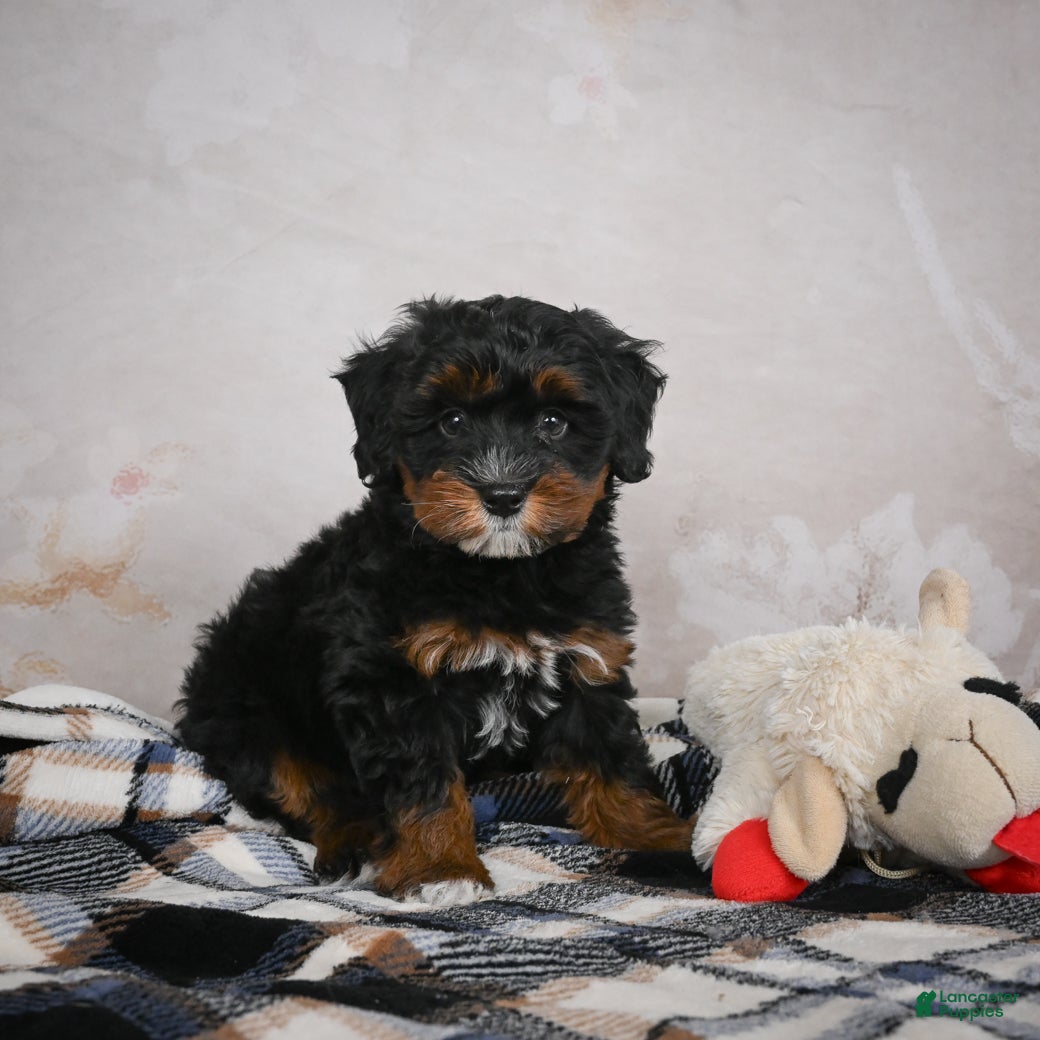 Bernedoodle dogs Kobe - Ad 10