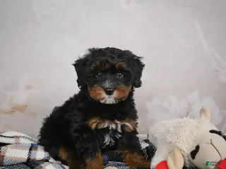 Mini Bernedoodle dogs Kobe - Ad 19