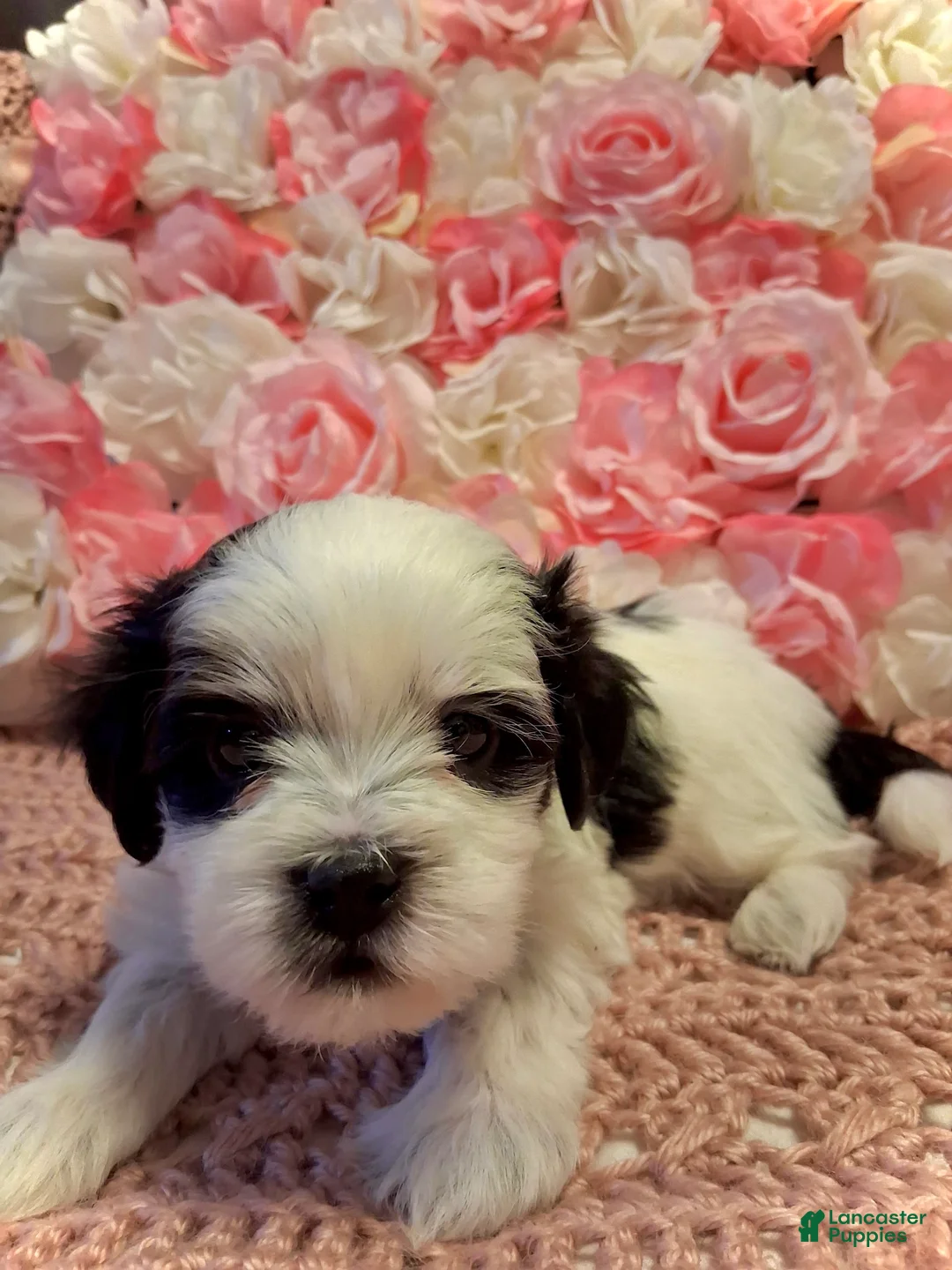 Shih Tzu dogs for sale: Spade - Ad 5
